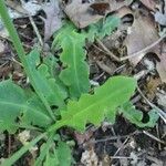 Krigia biflora Leaf