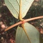 Heteropterys oberdanii Hoja