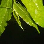 Casearia arborea Hoja