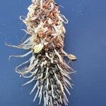 Plantago argentea Fula