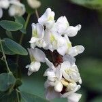 Robinia pseudoacacia Flower