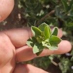 Leucophyllum candidum Leaf