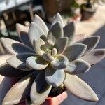 Pachyphytum kimnachii Leaf