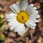Leucanthemum graminifolium Flor