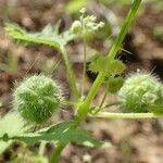 Urtica pilulifera ഫലം