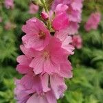 Sidalcea cusickii Flower