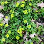 Chrysosplenium alternifolium Hàbitat