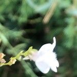 Linaria nivea Flor