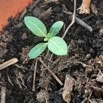 Catharanthus roseusBlad