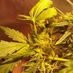 Cannabis indica Blomst