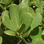 Jacquinia arborea Levél