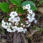 Viburnum × burkwoodii ফুল