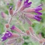 Anchusa undulata Květ