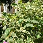 Vitex trifolia Habitus