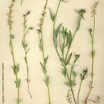 Linaria micrantha Άλλα