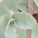 Kalanchoe fedtschenkoi Leaf