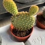 Opuntia microdasysFolha