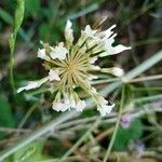 Allium pallens Fleur