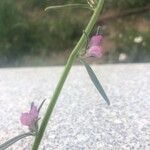 Misopates orontium Virág