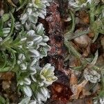 Scleranthus perennis Květ