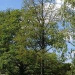 Taxodium distichum عادت داشتن