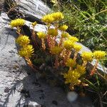 Petrosedum montanum Kukka