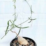 Adenia kirkii Blatt