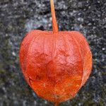 Physalis alkekengi Fruchs