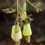 Anacardium occidentale Φρούτο