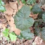 Heuchera americana 葉