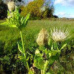 Cirsium oleraceum आदत