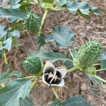 Datura innoxia Gyümölcs