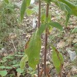 Pentanema squarrosum Leaf