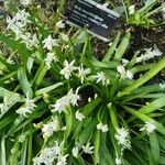 Allium paradoxum Flower