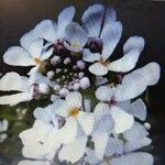Iberis procumbens Fula
