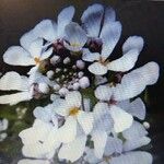 Iberis procumbens Flower