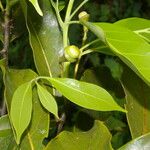 Ocotea floribunda Plod