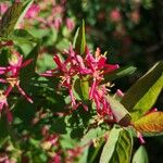 Lonicera tatarica Çiçek