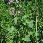 Lamium garganicum Costuma