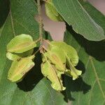 Combretum molle Fruit