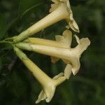 Bourreria quirosii Квітка