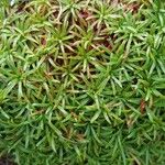 Armeria maritima Blatt