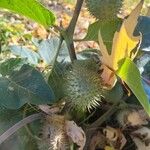 Datura inoxia Fruit