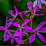 Epidendrum flexuosum Floare