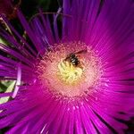 Carpobrotus acinaciformis 花