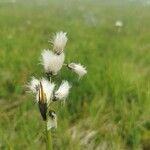 Eriophorum latifolium Flower