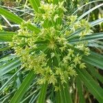 Cyperus alternifoliusFrunză