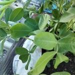 Arachis hypogaea 葉