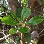 Pittosporum viridiflorum ഇല