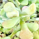 Sedum allantoides Folha